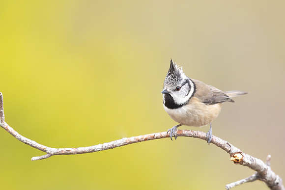 Crested Tit, Loch Morclich, February 2024