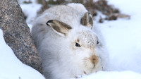Mountain Hare, Cairngorms, Feb 2015