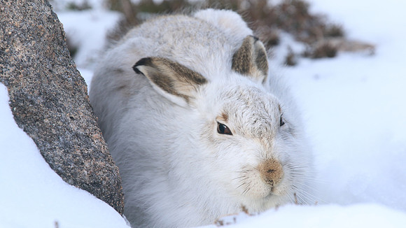 Mountain Hare, Cairngorms, Feb 2015