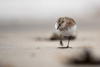 Sanderling, Raufarhofn, Iceland, June 2022