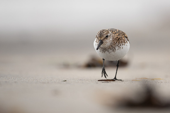 Sanderling, Raufarhofn, Iceland, June 2022