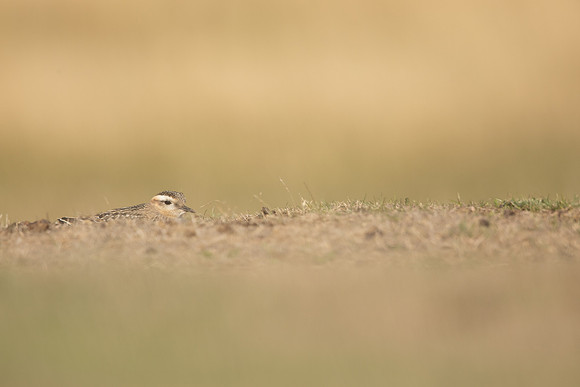 Dotterel, Cleeve Common, September 2022