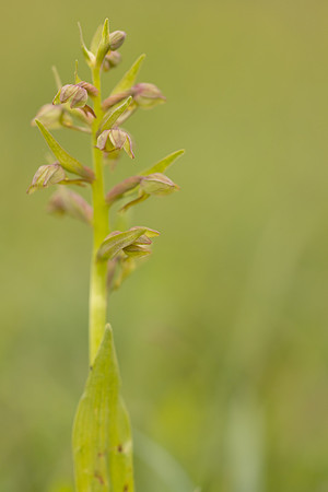 Frog Orchid, Swifts Hill, June 2024