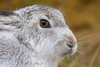 Mountain Hare, Findhorn Valley, January 2022