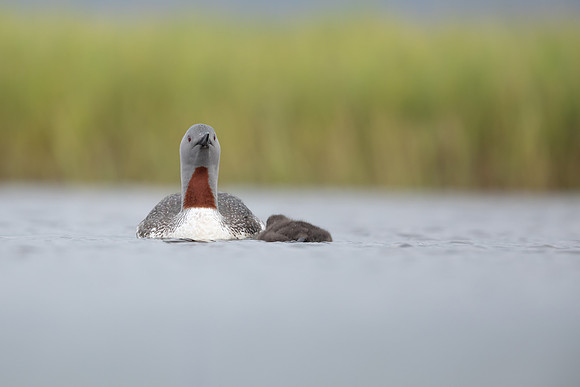Red-throated Diver, Floi, Iceland, June 2022