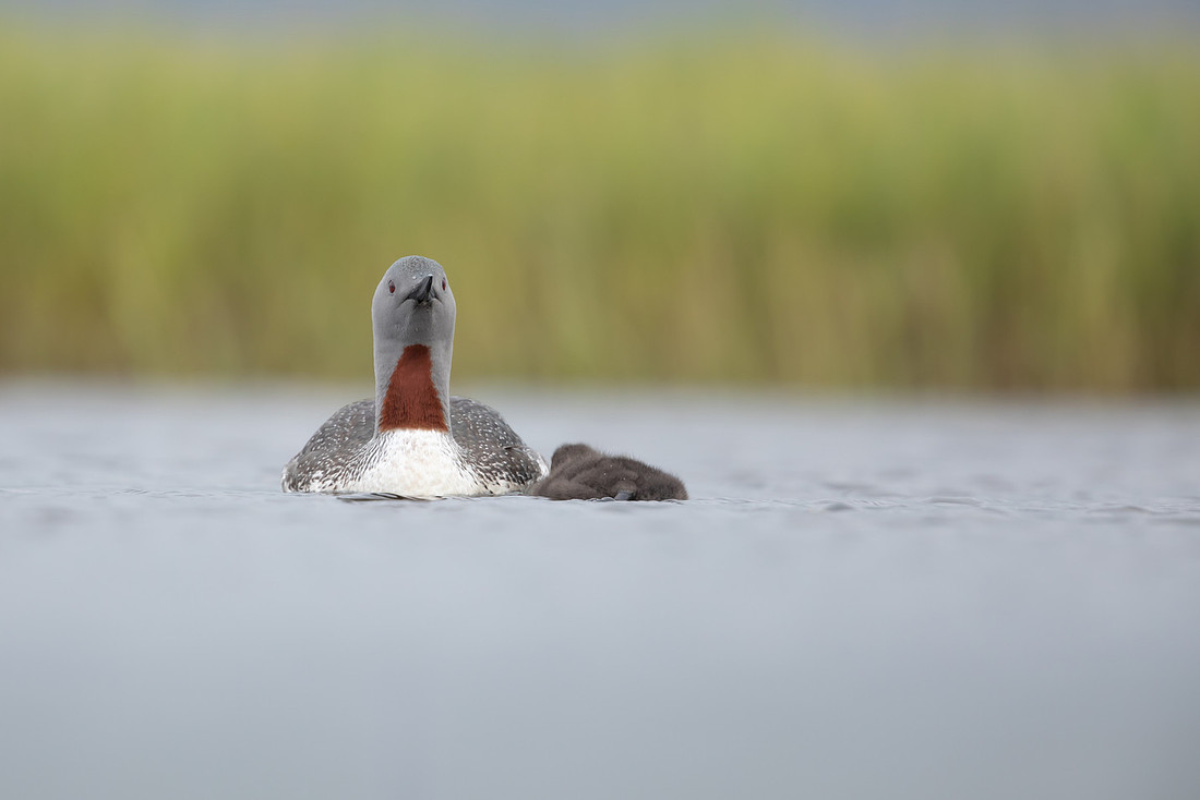 Red-throated Diver, Floi, Iceland, June 2022
