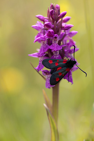 Early Marsh-orchid, Kenfig, June 2024.