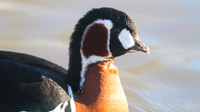 Red-breasted Goose, Slimbridge January 2015.