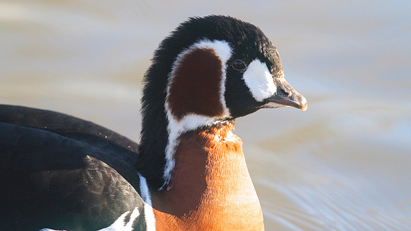 Red-breasted Goose, Slimbridge January 2015.