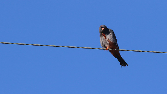 Red-footed Falcon,  Kivisili, Cyprus, April 2016