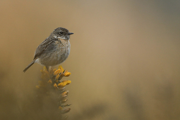 Stonechat, New Forest, April 2021
