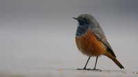 Eastern Black Redstart, Skinningrove, November 2016