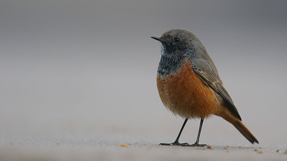Eastern Black Redstart, Skinningrove, November 2016