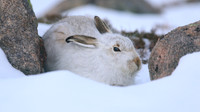 Mountain Hare, Cairngorms, Feb 2015.