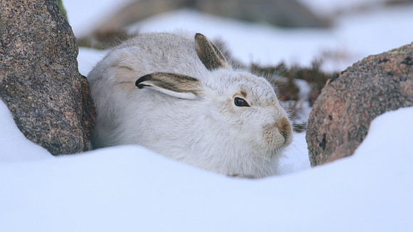 Mountain Hare, Cairngorms, Feb 2015.
