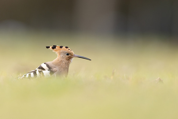 Hoopoe, Swansea, October 2024