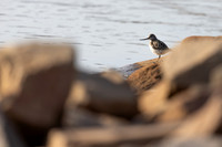 Terek Sandpiper, Oulu, Finland, June 2025