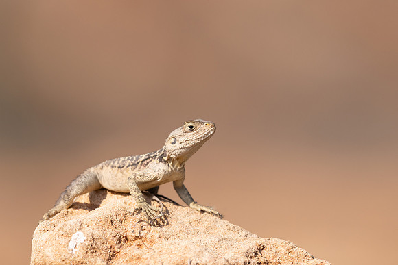 Cyprus Rock Agama, Cape Grecko, Cyprus, July 2024