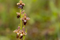 Woodcock x Fly Orchid, Dorset, May 2024.