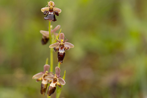 Woodcock x Fly Orchid, Dorset, May 2024.