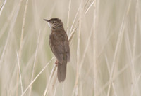 Savi's Warbler
