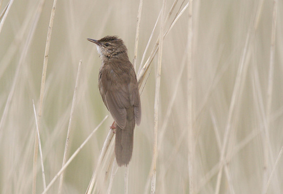 Savi's Warbler, Newport Wetland 2014.