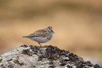 Purple Sandpiper
