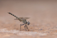 Northern Banded Grounding, (female) Achna Dam, Cyprus, July 2024.