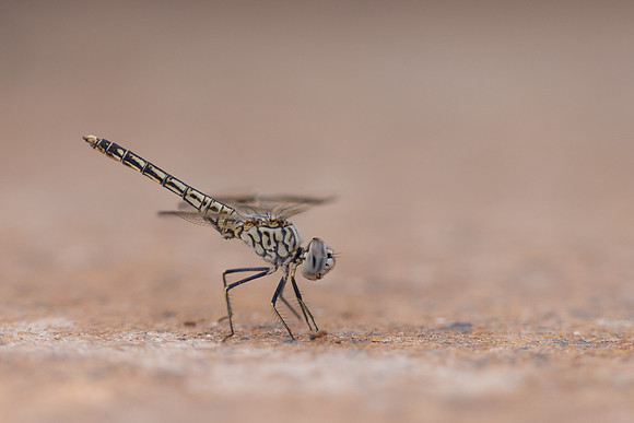 Northern Banded Grounding, (female) Achna Dam, Cyprus, July 2024.
