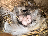 Barn Swallow