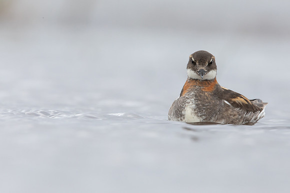 Red-necked Phalarope, Floi,  Iceland, June 2022