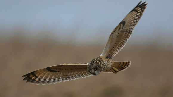 Short-eared Owl, Hawling, January 2015