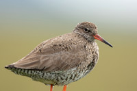 Common Redshank, Floi, Iceland, June 2022