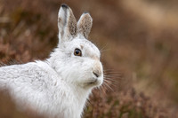 Mountain Hare, Findhorn Valley, February 2023
