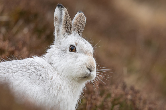 Mountain Hare, Findhorn Valley, February 2023