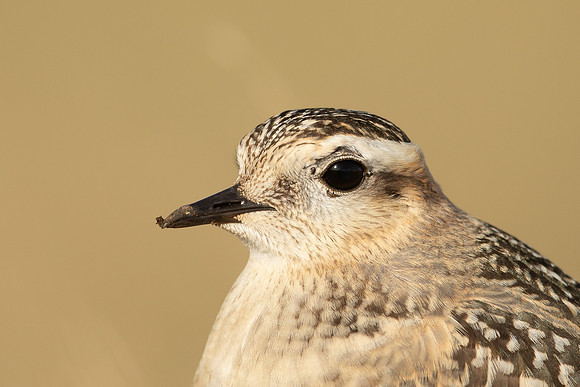 Dotterel, Cleeve Common, September 2022