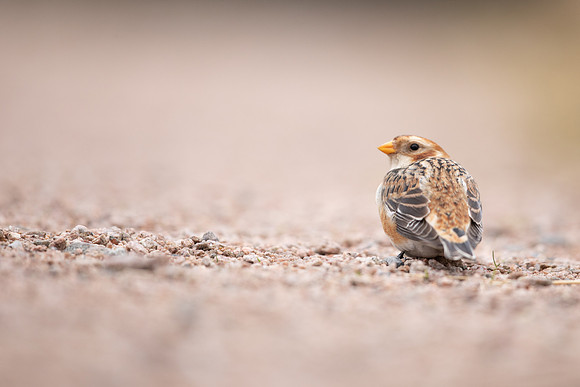 Snow Bunting, Cairngorms, February  2023