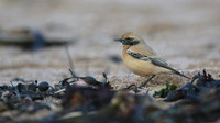 Desert Wheatear, Thurlestone, Devon, November 2016