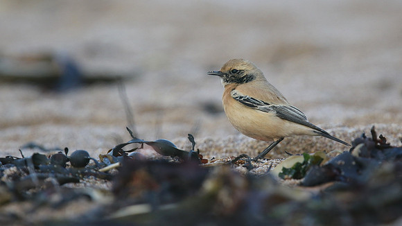 Desert Wheatear, Thurlestone, Devon, November 2016