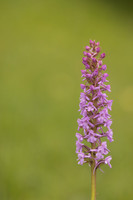 Chalk Fragrant-orchid, Rudge Hill, June 2024
