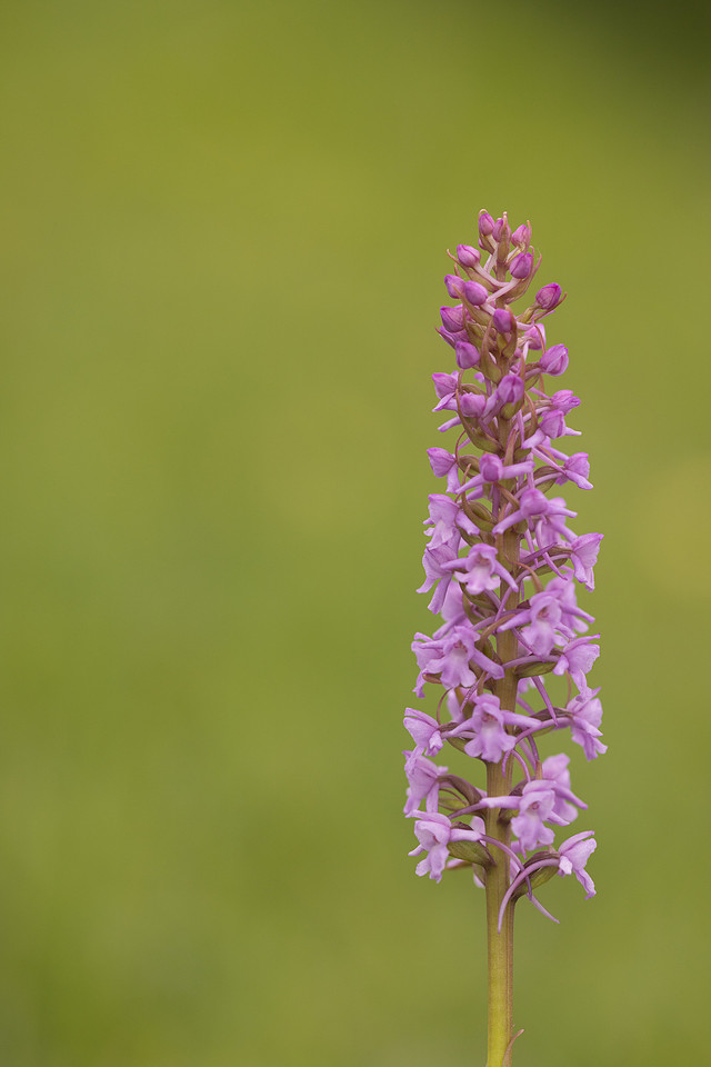 Chalk Fragrant-orchid, Rudge Hill, June 2024