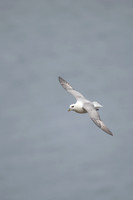 Fulmar, Iceland, June 2022