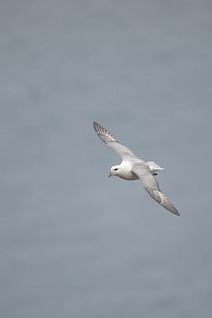 Fulmar, Iceland, June 2022
