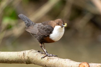 Dipper, Little Avon, February 2024