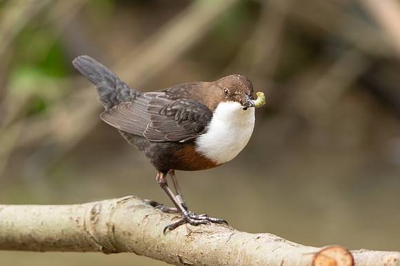 Dipper, Little Avon, February 2024