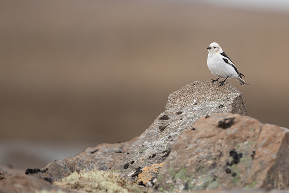 Snow Bunting, Raufarhofn, Iceland, June 2022