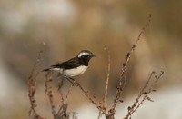 Cyprus Wheatear, Cape Greco 2014