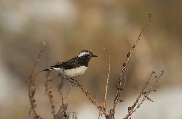 Cyprus Wheatear, Cape Greco 2014