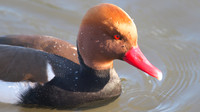 Red-Crested Pochard (male), January 2015