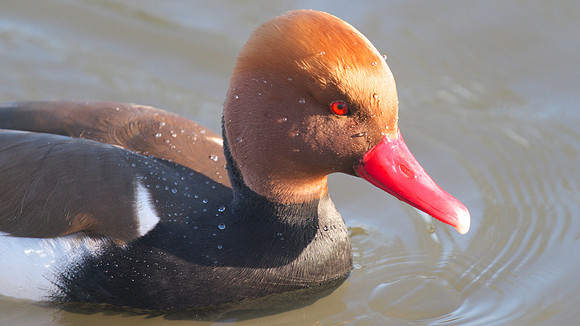 Red-Crested Pochard (male), January 2015